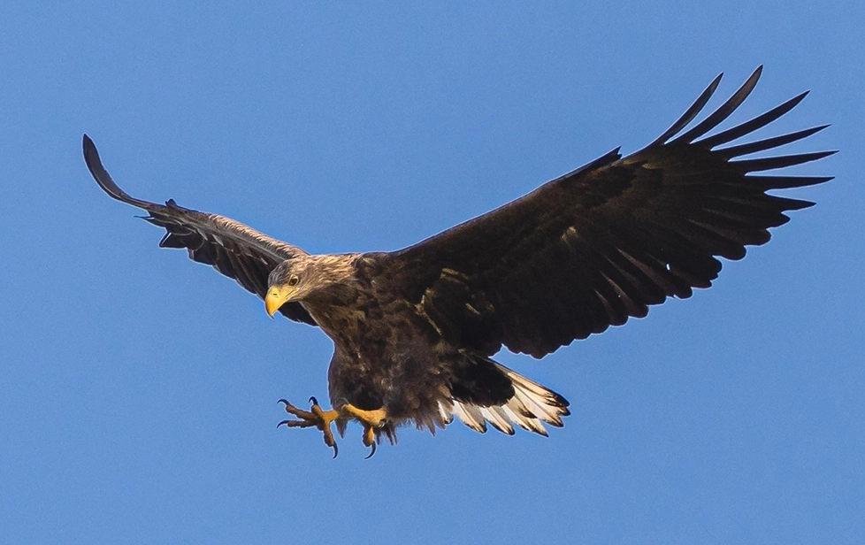 Seeadler_Andreas_2