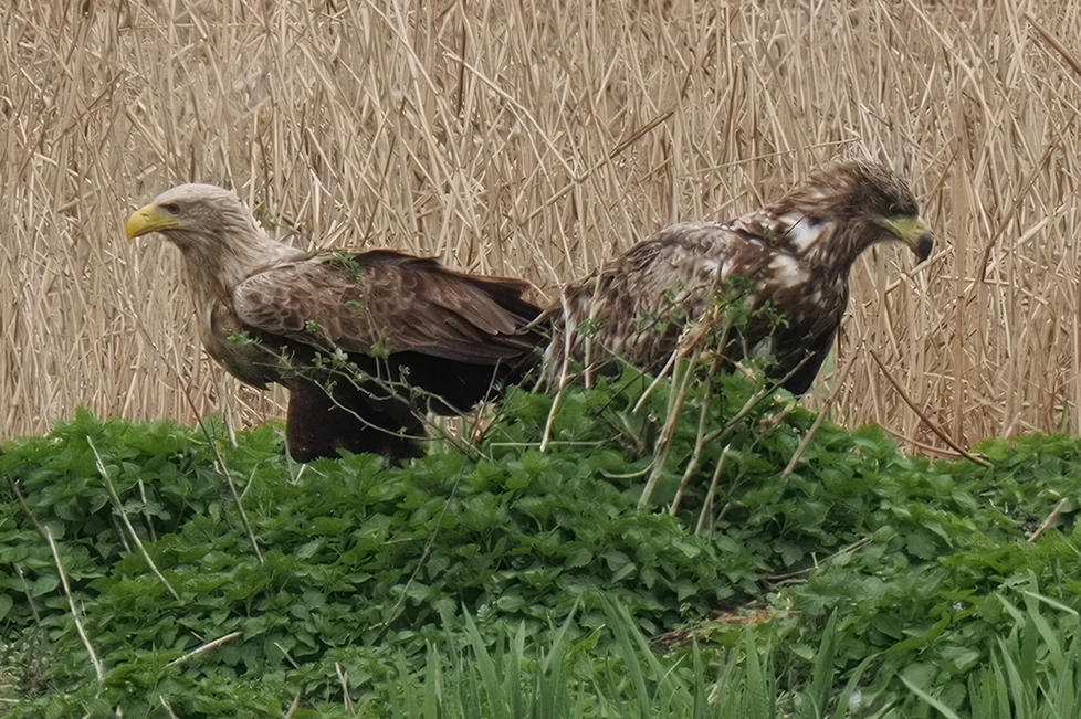 Seeadler_Bernd_2