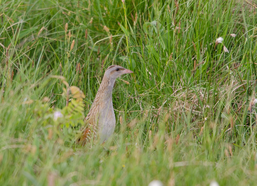 Wachtelkönig am Leinepolder